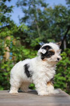 cheerful little tricolor puppy on a background of nature