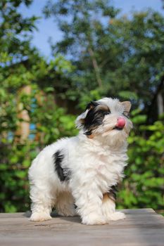 cheerful little tricolor puppy on a background of nature