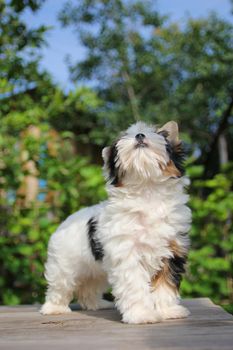 cheerful little tricolor puppy on a background of nature