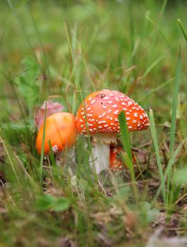 amanita caps with red grass in the autumn