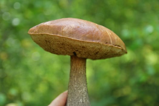 mushrooms caps with brown grass in the autumn