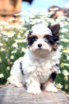 cheerful little tricolor puppy on a background of nature