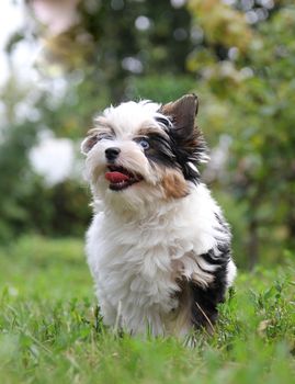 cheerful little tricolor puppy on a background of nature