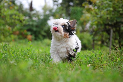 cheerful little tricolor puppy on a background of nature