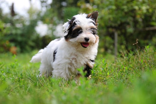 cheerful little tricolor puppy on a background of nature