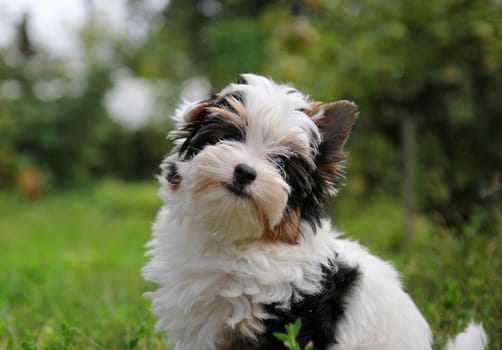 cheerful little tricolor puppy on a background of nature