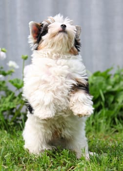 cheerful little tricolor puppy on a background of nature