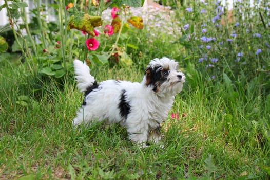 cheerful little tricolor puppy on a background of nature