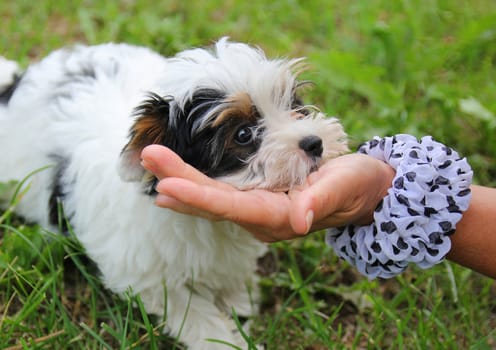 cheerful little tricolor puppy on a background of nature