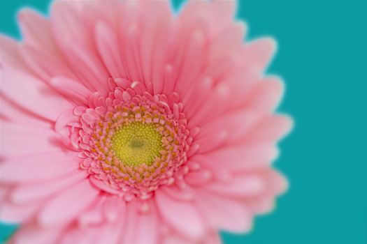 Close-up picture of a pink flower with background