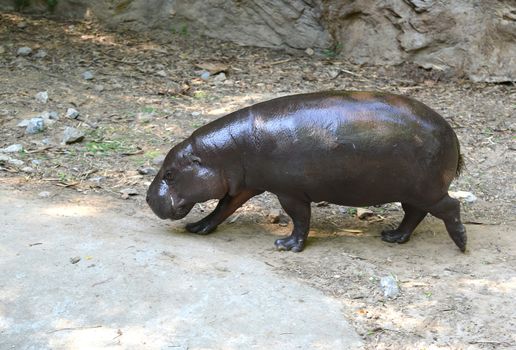pygmy hippo in captive environment