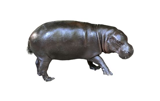 pygmy hippo isolated on white background