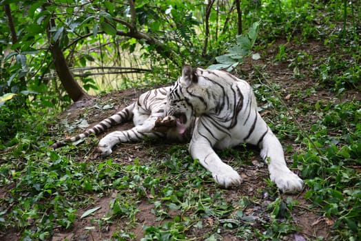 female white bengal tiger resting in nature