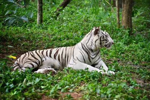 female white bengal tiger resting in nature
