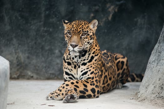 jaguar ( Panthera onca ) in zoo