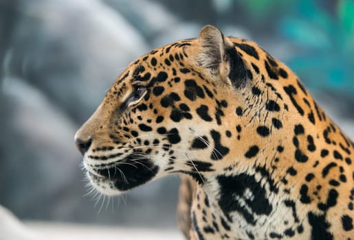 jaguar ( Panthera onca ) in zoo