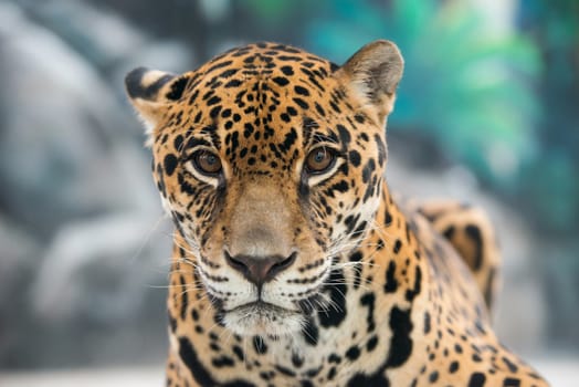jaguar ( Panthera onca ) in zoo