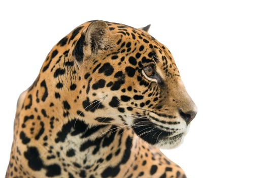 jaguar ( Panthera onca ) isolated on white background