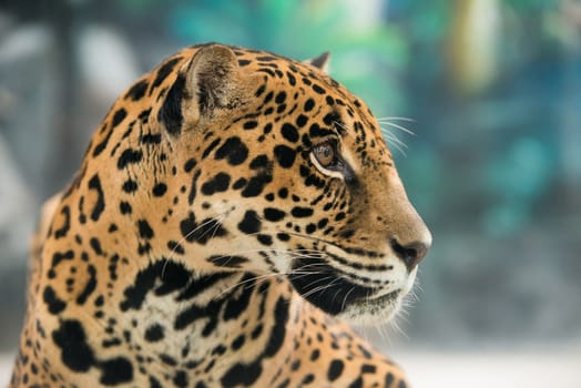 jaguar ( Panthera onca ) in zoo