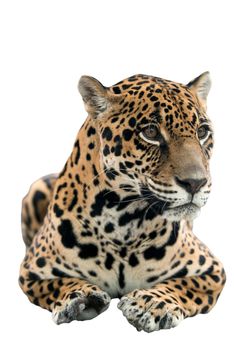 jaguar ( Panthera onca ) isolated on white background