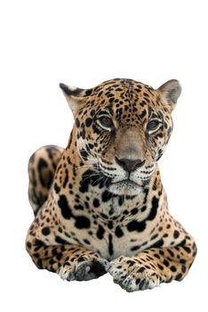 jaguar ( Panthera onca ) isolated on white background