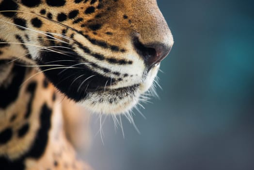 jaguar ( Panthera onca ) in zoo