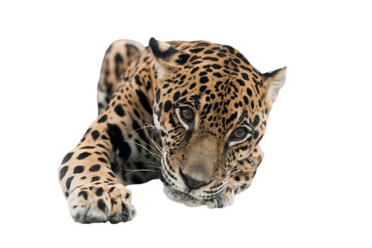 jaguar ( Panthera onca ) isolated on white background