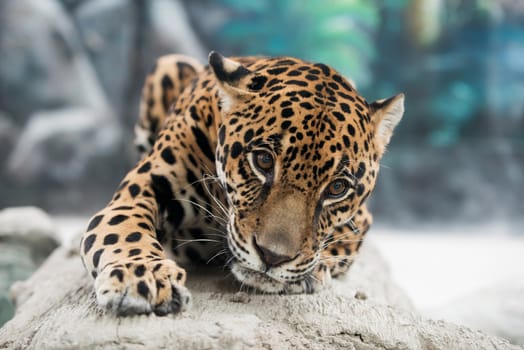 jaguar ( Panthera onca ) in zoo