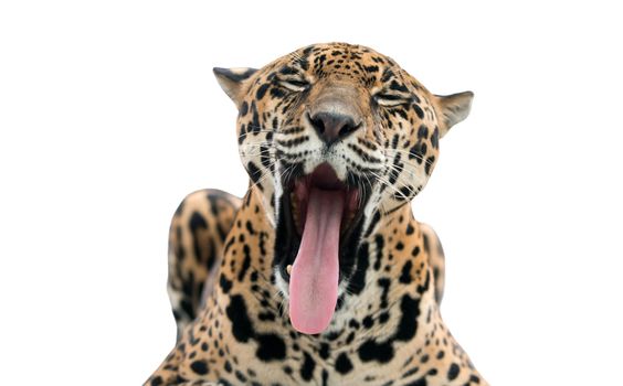 jaguar ( Panthera onca ) isolated on white background