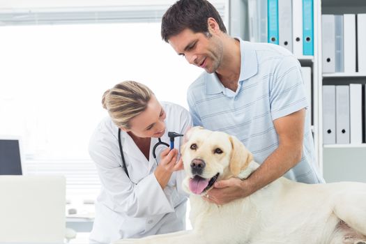Female veterinarian examining ear of dog with man in clinic