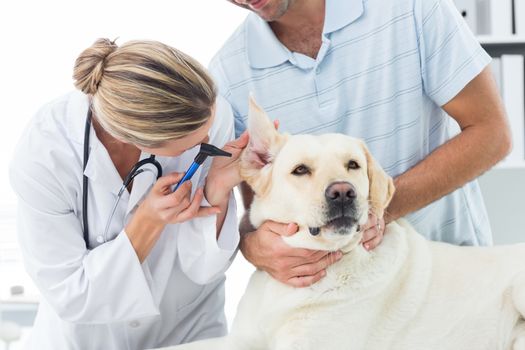 Female veterinarian examining ear of dog with owner in clinic