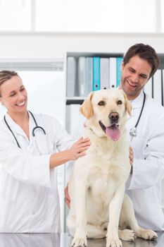 Happy veterinarians checking dog in clinic