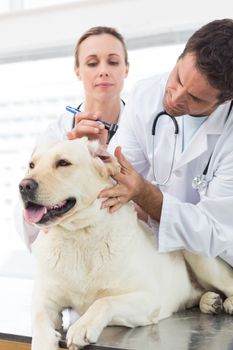 Male vet with colleague examining ear of dog in clinic