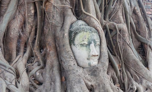 Head of Buddha in The Tree Roots at Wat Mahathat, Ayutthaya, Thailand