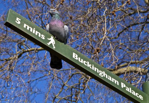 A pigeon on a 'Buckingham Palace' Pedestrian Signpost in London's St. James's Park.