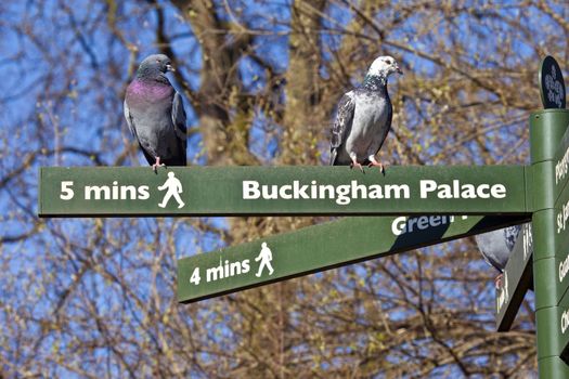 Some Pigeons on pedestrian signposts in London's St. James's Park.