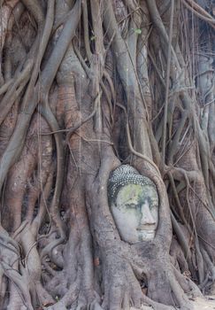 Head of Buddha in The Tree Roots at Wat Mahathat, Ayutthaya, Thailand