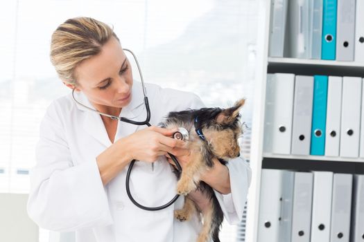 Female veterinarian examining dog with stethoscope in clinic