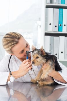 Female veterinarian examining ear of dog in clinic
