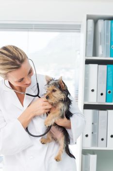 Female veterinarian examining puppy with stethoscope in clinic