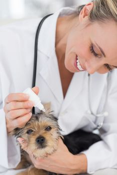 Cute puppy receiving ear treatment from female veterinarian