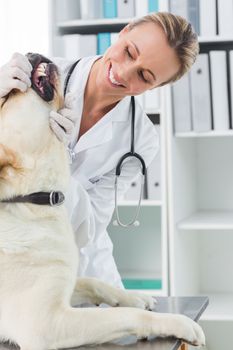 Smiling female vet examining teeth of dog in clinic