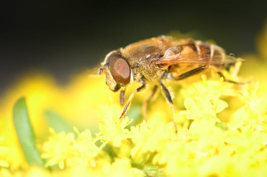 macro of a hoverfly collecting pollen - shallow d.o.f.