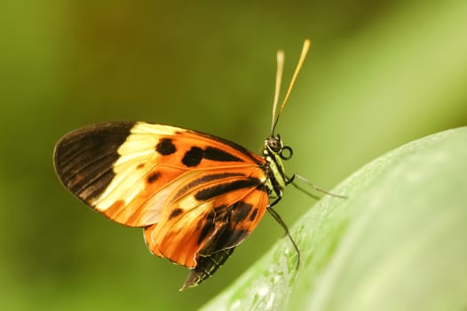 macro of a butterfly on green vegetation