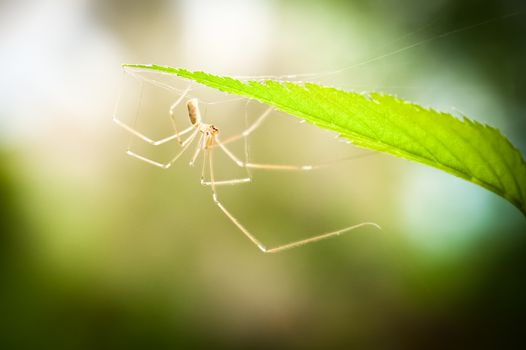 small european spider backlit by sunlight