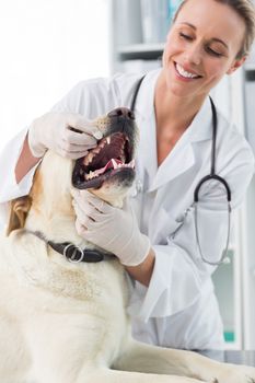Smiling female veterinarian examining teeth of dog in clinic