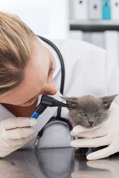 Female veterinarian examining ear of kitten through otoscope in clinic