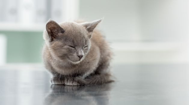 Cute kitten with eyes closed in veterinary office