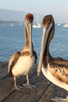 Two California pelicans on the Santa Barbara pier.
