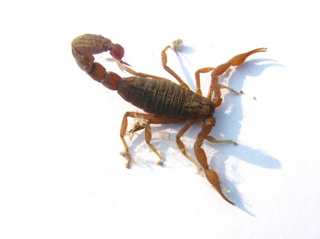 scorpion entangled in dust and spider waves isolated on white background